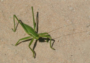 Great Green Bush Cricket